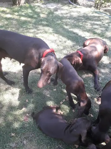 Vind catelusi Brac German