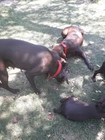 Vind catelusi Brac German