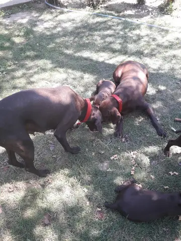 Vind catelusi Brac German