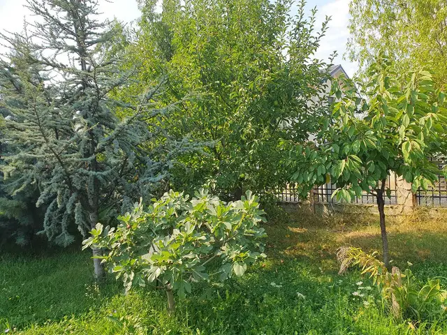 Urgent teren cu foisor si pomi fructiferi