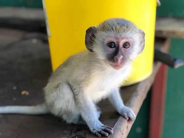 Maimute capucin tinere adorabile spre adoptie
