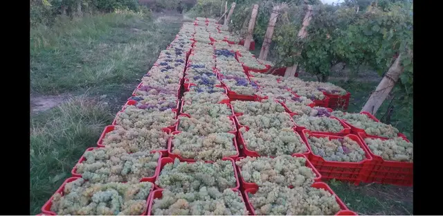 Struguri de Vin Din Vie Vrancea - Calitate maxima