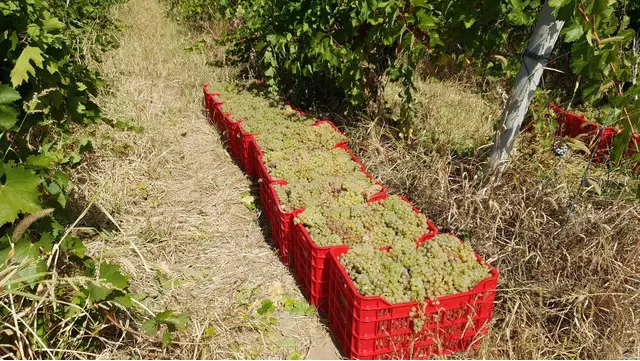 Struguri de Vin Din Vie Vrancea - Calitate maxima