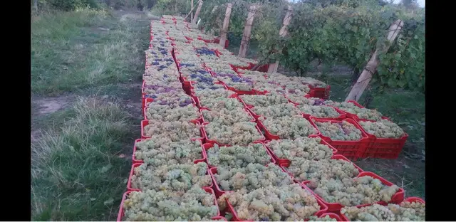 Struguri de Vin Din Vie Vrancea - Calitate maxima