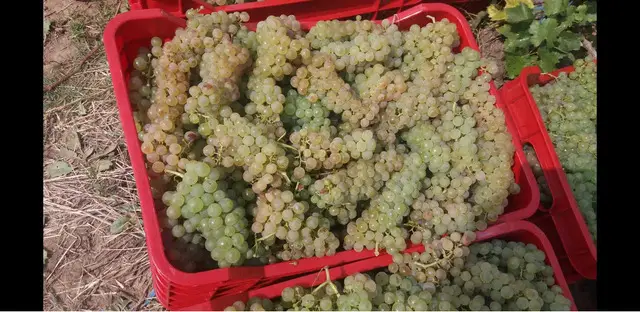 Struguri de Vin Din Vie Vrancea - Calitate maxima