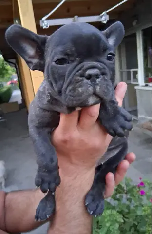 Pui bulldog francez rasa pura, sanatosi si jucausi