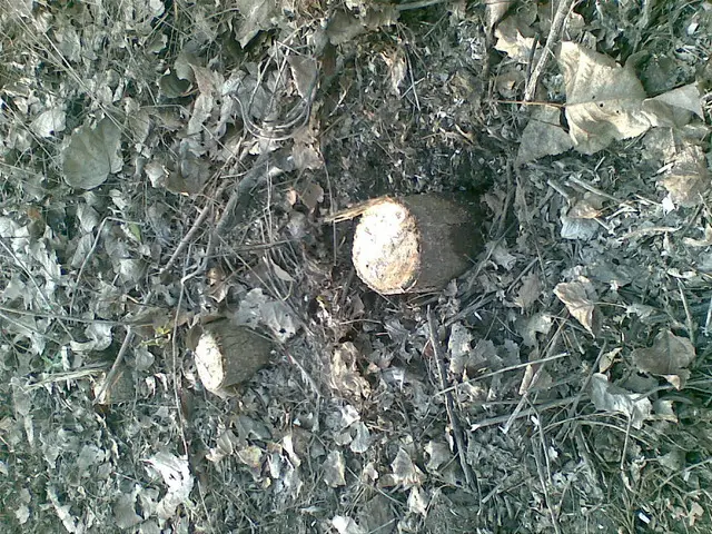 UTILAJ RECOLTARE PLOP ENERGETIC - PAULOWNIA