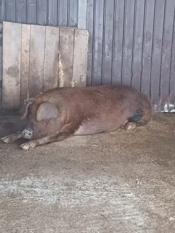 Porci si purcei de vanzare