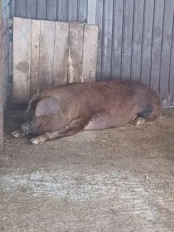 Porci si purcei de vanzare