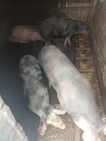 Porci si purcei de vanzare