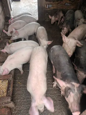 Porci si purcei de vanzare