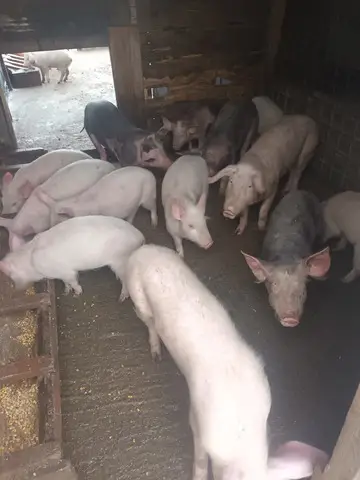 Porci si purcei de vanzare