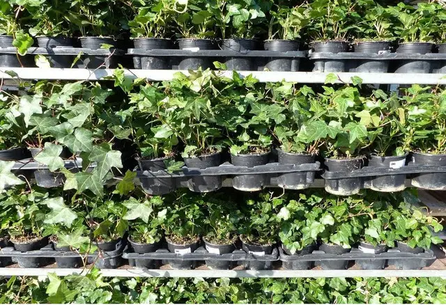 Iedera helix gard viu vesnic verde -pachet 100 buc