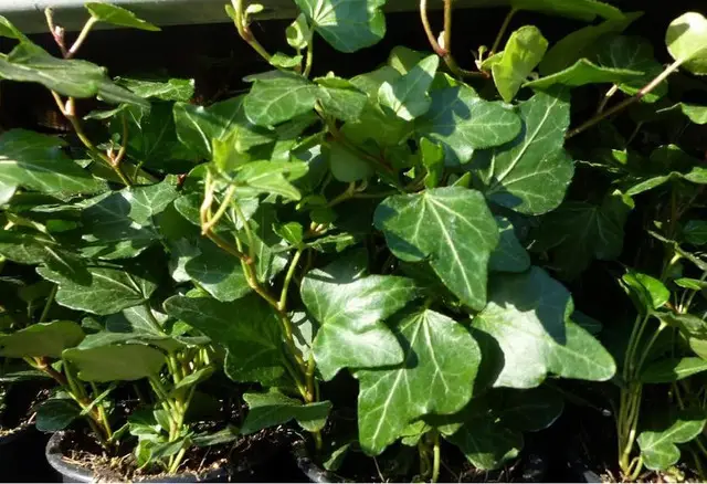 Iedera helix gard viu vesnic verde -pachet 100 buc