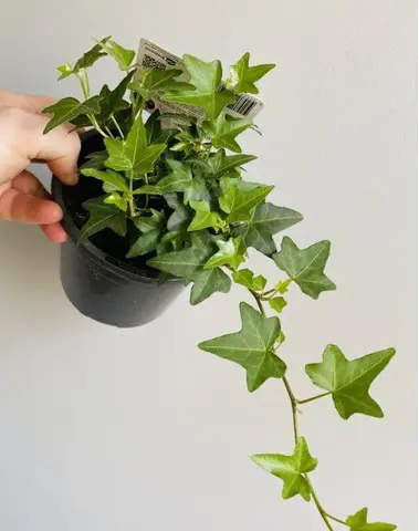 Iedera helix gard viu vesnic verde -pachet 100 buc