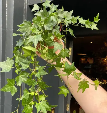 Iedera helix gard viu vesnic verde -pachet 100 buc