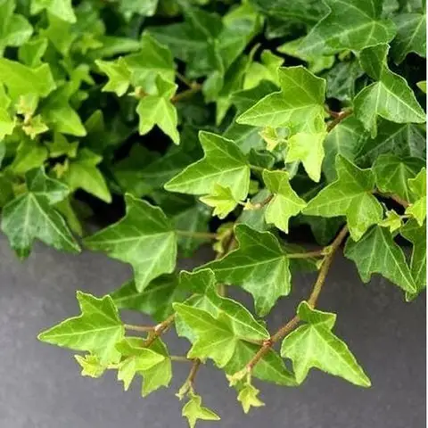 Iedera helix gard viu vesnic verde -pachet 100 buc