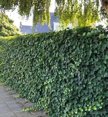 Iedera helix gard viu vesnic verde -pachet 100 buc