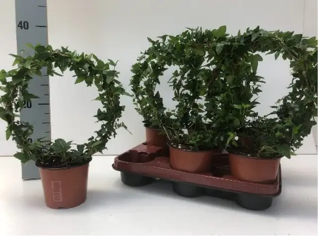 Iedera helix gard viu vesnic verde -pachet 100 buc