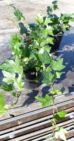 Iedera helix gard viu vesnic verde -pachet 100 buc