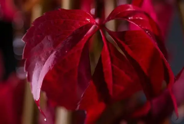 Vita de Canada   oferta 100 buc