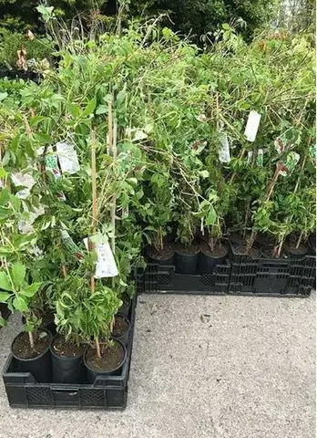 Vita de Canada   oferta 100 buc