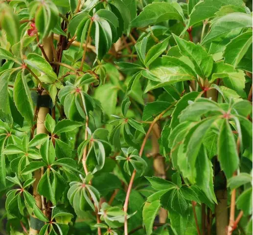 Vita de Canada   oferta 100 buc