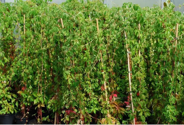 Vita de Canada   oferta 100 buc