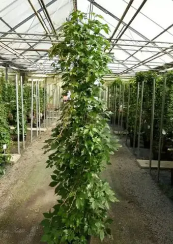 Vita de Canada   oferta 100 buc