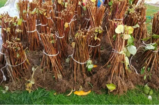 butasi zmeura rubin,cayuga,,Polka an 2 -50+25 gratis