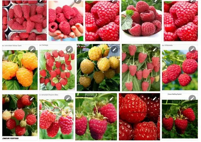 butasi zmeura rubin,cayuga,,Polka an 2 -50+25 gratis