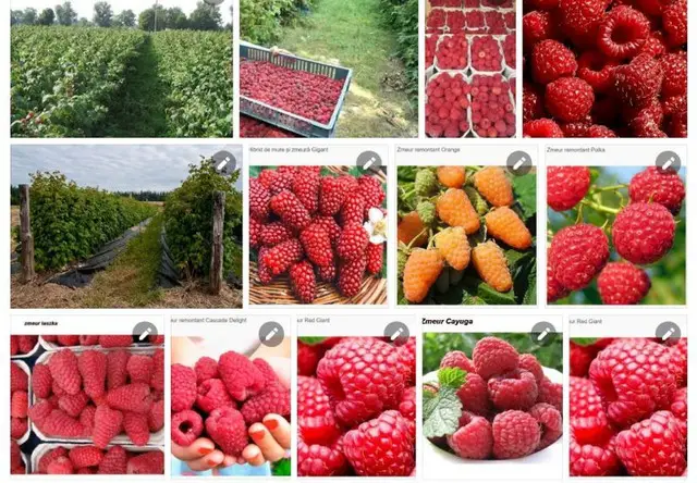 butasi zmeura rubin,cayuga,,Polka an 2 -50+25 gratis