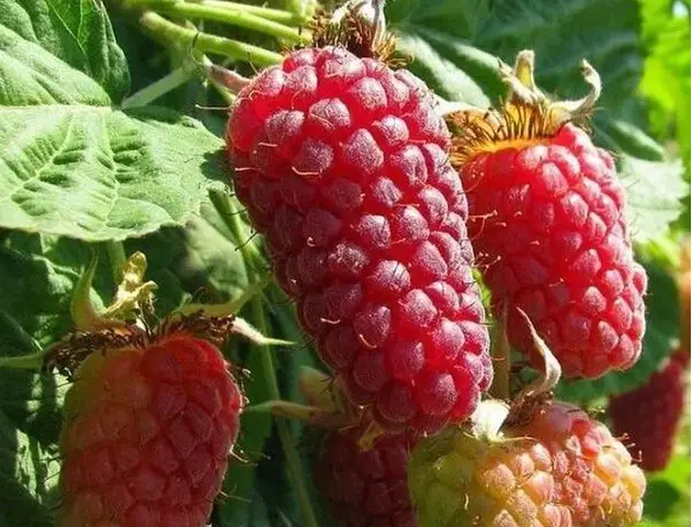 butasi zmeura rubin,cayuga,,Polka an 2 -50+25 gratis