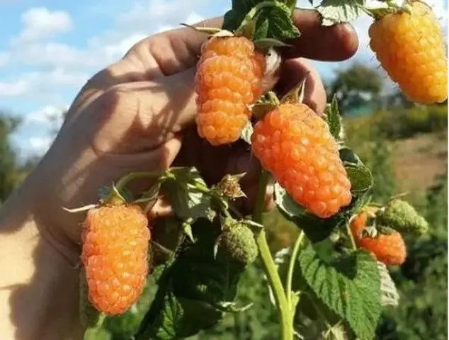 butasi zmeura rubin,cayuga,,Polka an 2 -50+25 gratis