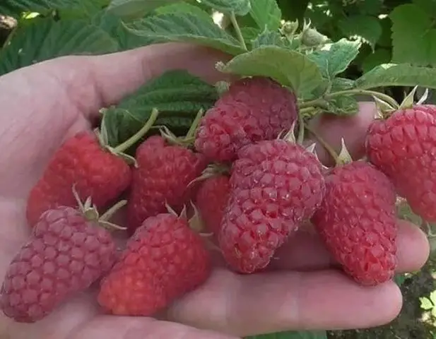 butasi zmeura rubin,cayuga,,Polka an 2 -50+25 gratis