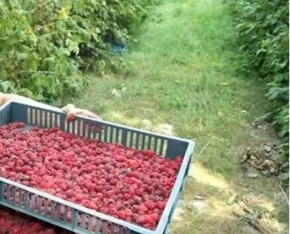 butasi zmeura rubin,cayuga,,Polka an 2 -50+25 gratis