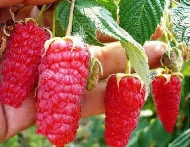 butasi zmeura rubin,cayuga,,Polka an 2 -50+25 gratis