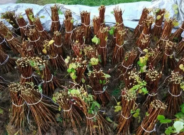 butasi zmeura rubin,cayuga,,Polka an 2 -50+25 gratis