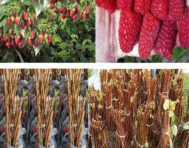 butasi zmeura rubin,cayuga,,Polka an 2 -50+25 gratis