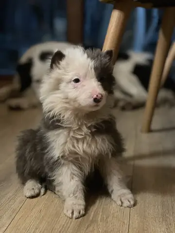 Border collie