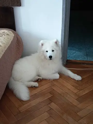 Samoyed 5 luni