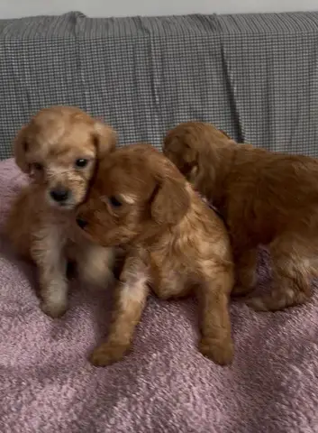 Pui de poodle miniature (poodle pitic)