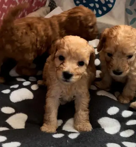 Pui de poodle miniature (poodle pitic)