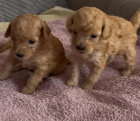 Pui de poodle miniature (poodle pitic)