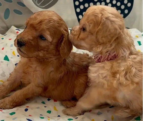 Pui de poodle miniature (poodle pitic)