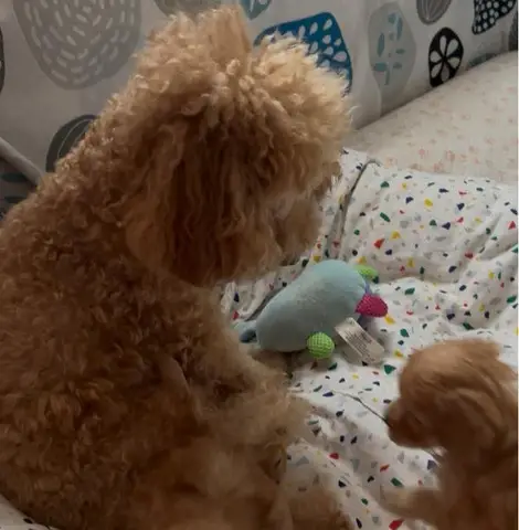 Pui de poodle miniature (poodle pitic)