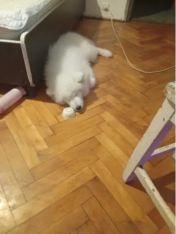 Samoyed 5 luni