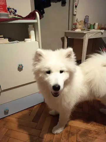 Samoyed 5 luni