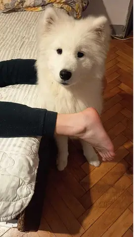 Samoyed 5 luni