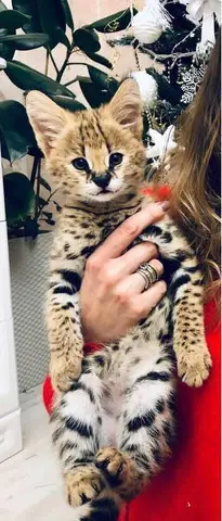 pisoi serval si caracal si frumoasa Savannah